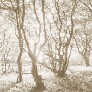 Fotobehang - Bleached Birch 400x250cm - Vliesbehang