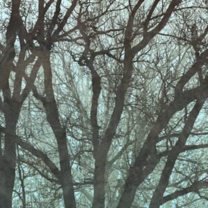 Fotobehang - Whispering Woods 400x250cm - Vliesbehang