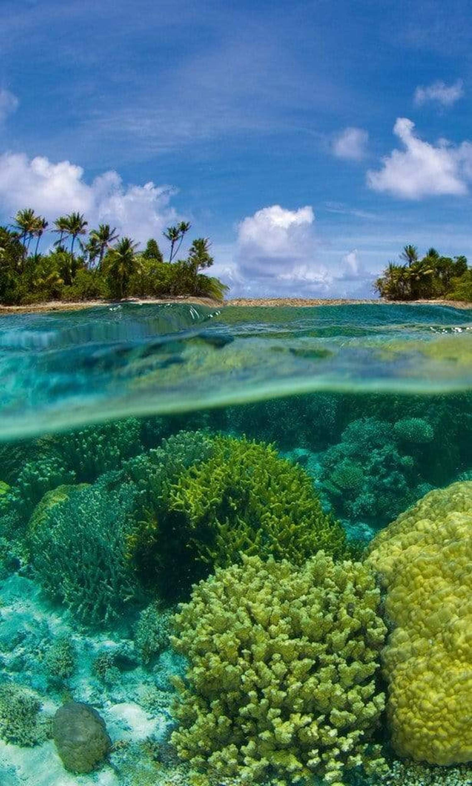 Fotobehang - Coral Reef 150x250cm - Vliesbehang 1 Fotobehang - Coral Reef 150x250cm - Vliesbehang