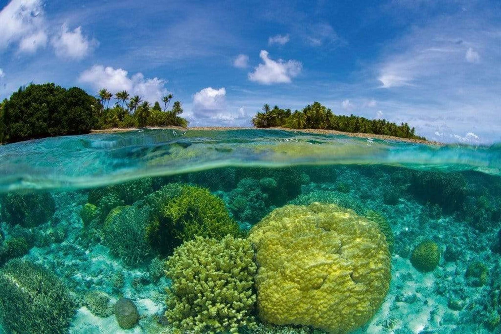 Fotobehang - Coral Reef 375x250cm - Vliesbehang 1 Fotobehang - Coral Reef 375x250cm - Vliesbehang