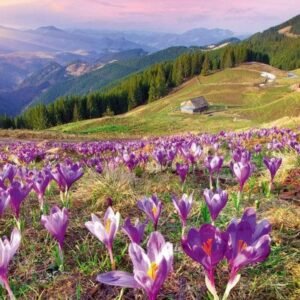 Fotobehang - Crocuses at Spring 150x250cm - Vliesbehang