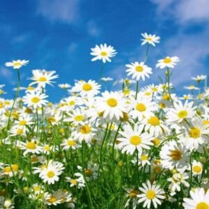 Fotobehang - Daisies 375x250cm - Vliesbehang