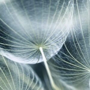Fotobehang - Dandelion Macro 150x250cm - Vliesbehang
