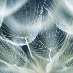 Fotobehang - Dandelion Macro 375x250cm - Vliesbehang
