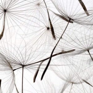 Fotobehang - Dandelion Seeds 150x250cm - Vliesbehang