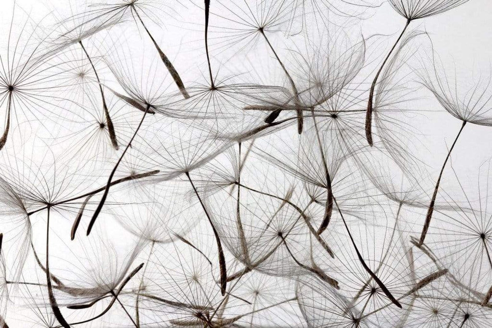 Fotobehang - Dandelion Seeds 375x250cm - Vliesbehang 1 Fotobehang - Dandelion Seeds 375x250cm - Vliesbehang