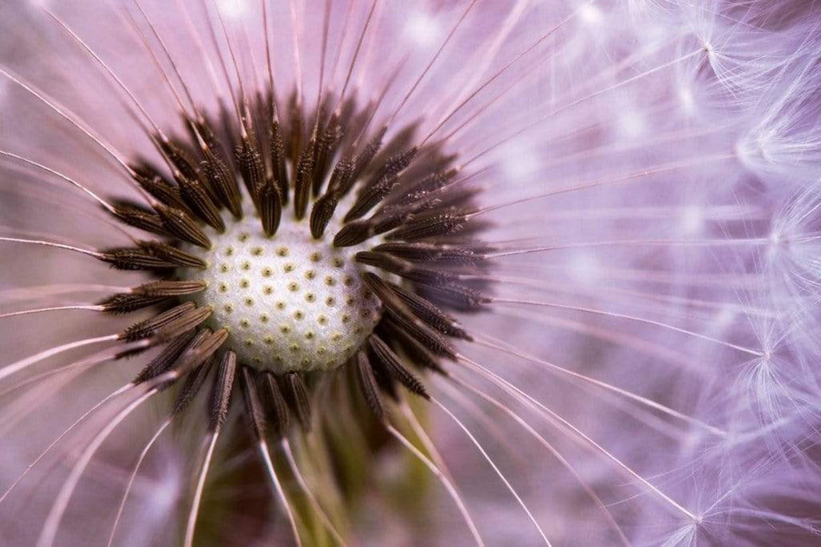 Fotobehang - Dandelion 375x250cm - Vliesbehang 1 Fotobehang - Dandelion 375x250cm - Vliesbehang
