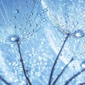 Fotobehang - Dandelion Water Drops 225x250cm - Vliesbehang
