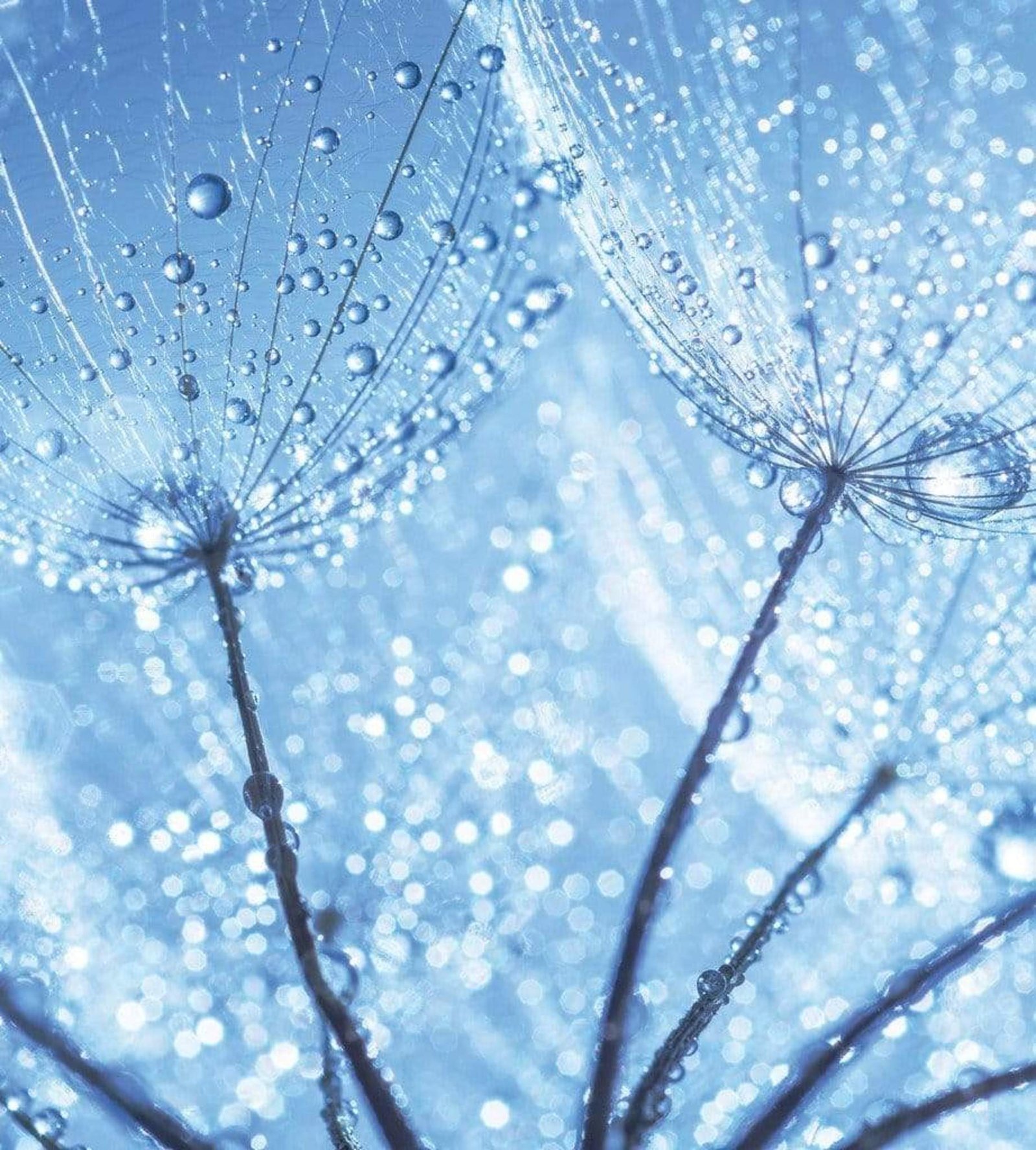 Fotobehang - Dandelion Water Drops 225x250cm - Vliesbehang 1 Fotobehang - Dandelion Water Drops 225x250cm - Vliesbehang