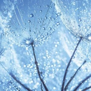 Fotobehang - Dandelion Water Drops 375x250cm - Vliesbehang