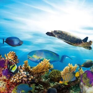 Fotobehang - Fish 225x250cm - Vliesbehang