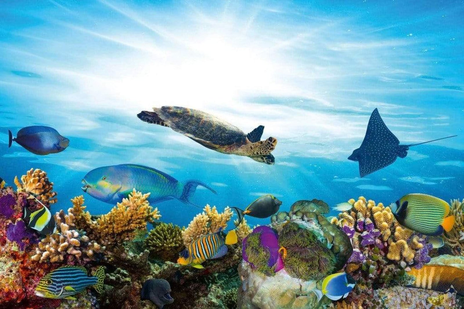 Fotobehang - Fish 375x250cm - Vliesbehang 1 Fotobehang - Fish 375x250cm - Vliesbehang