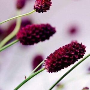 Fotobehang - Floral Violet 150x250cm - Vliesbehang