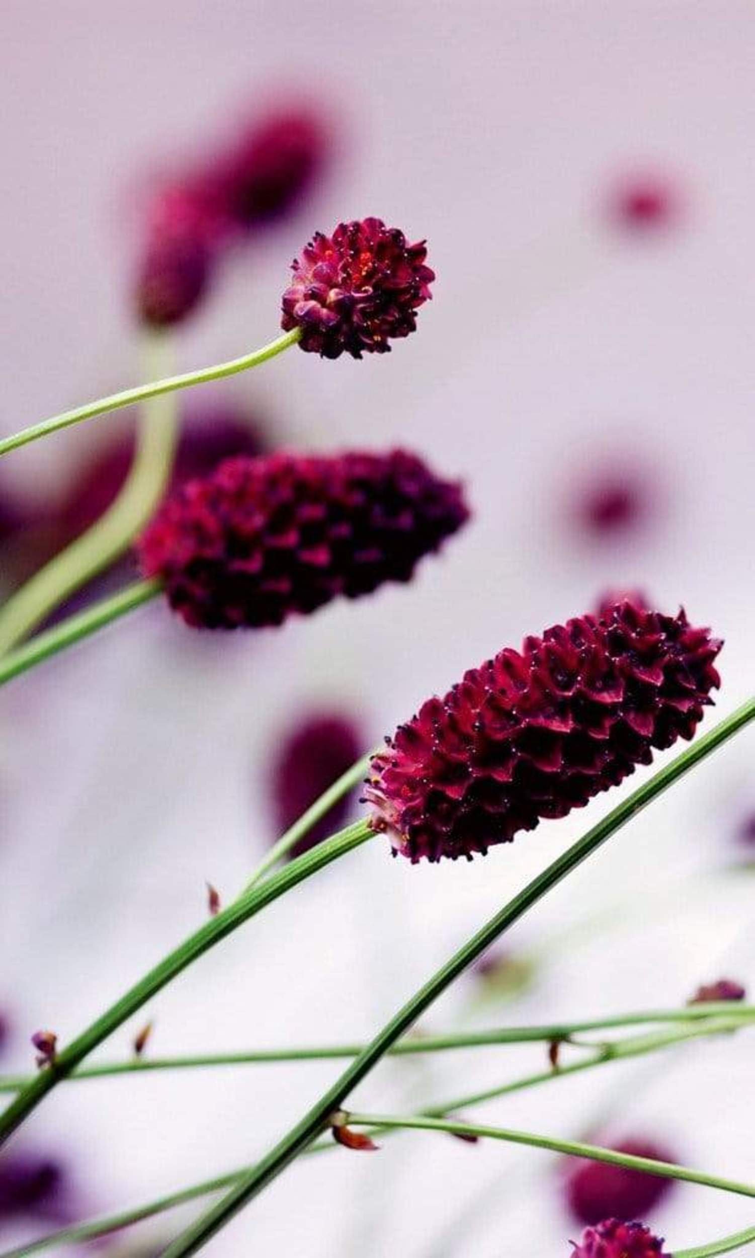Fotobehang - Floral Violet 150x250cm - Vliesbehang 1 Fotobehang - Floral Violet 150x250cm - Vliesbehang