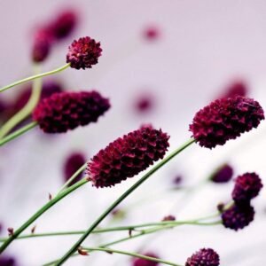 Fotobehang - Floral Violet 225x250cm - Vliesbehang