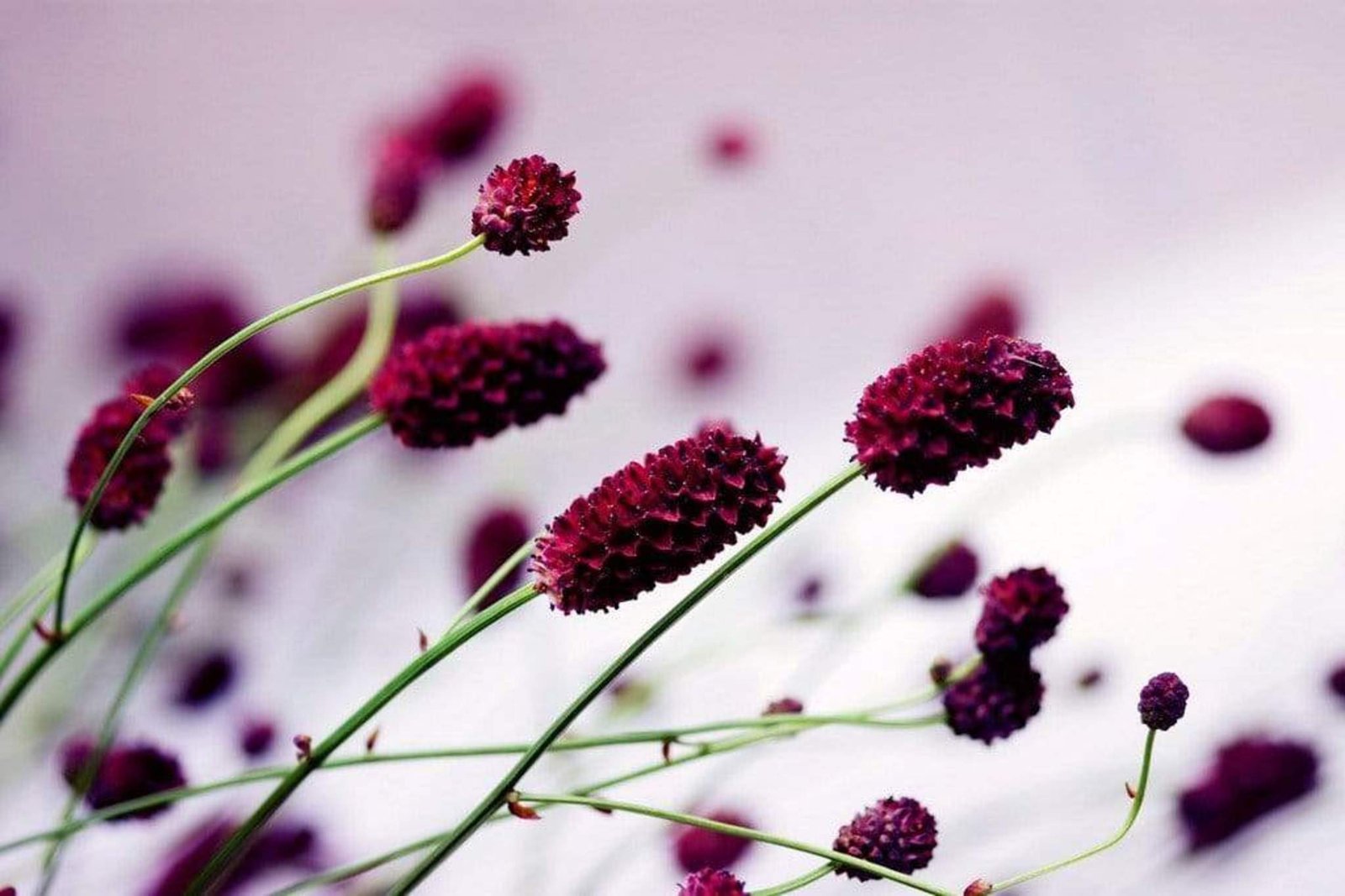 Fotobehang - Floral Violet 375x250cm - Vliesbehang 1 Fotobehang - Floral Violet 375x250cm - Vliesbehang