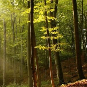 Fotobehang - Forest 150x250cm - Vliesbehang