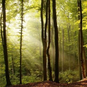 Fotobehang - Forest 225x250cm - Vliesbehang