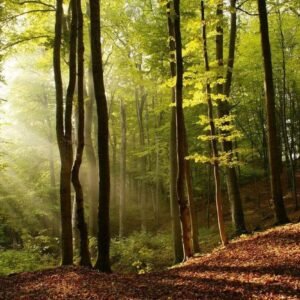 Fotobehang - Forest 375x250cm - Vliesbehang