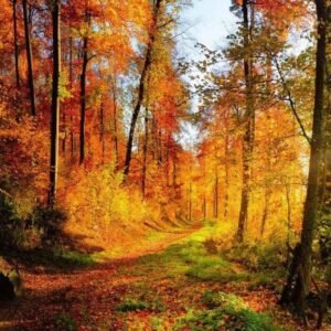 Fotobehang - Forest Walk 150x250cm - Vliesbehang