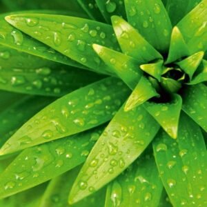 Fotobehang - Fresh Foliage 225x250cm - Vliesbehang