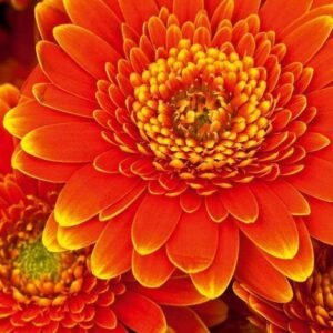 Fotobehang - Gerbera 150x250cm - Vliesbehang