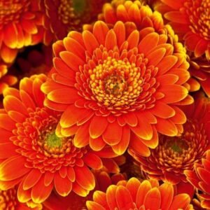 Fotobehang - Gerbera 375x250cm - Vliesbehang