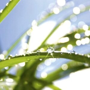 Fotobehang - Grass 225x250cm - Vliesbehang