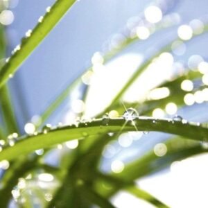 Fotobehang - Grass 375x250cm - Vliesbehang