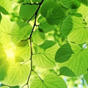 Fotobehang - Green Leaves 375x250cm - Vliesbehang