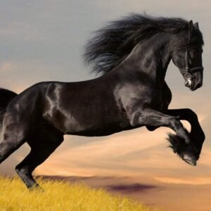 Fotobehang - Horse 225x250cm - Vliesbehang