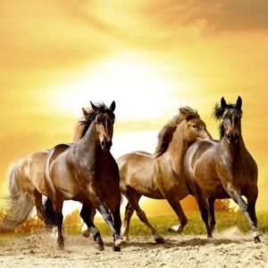 Fotobehang - Horses in Sunset 225x250cm - Vliesbehang