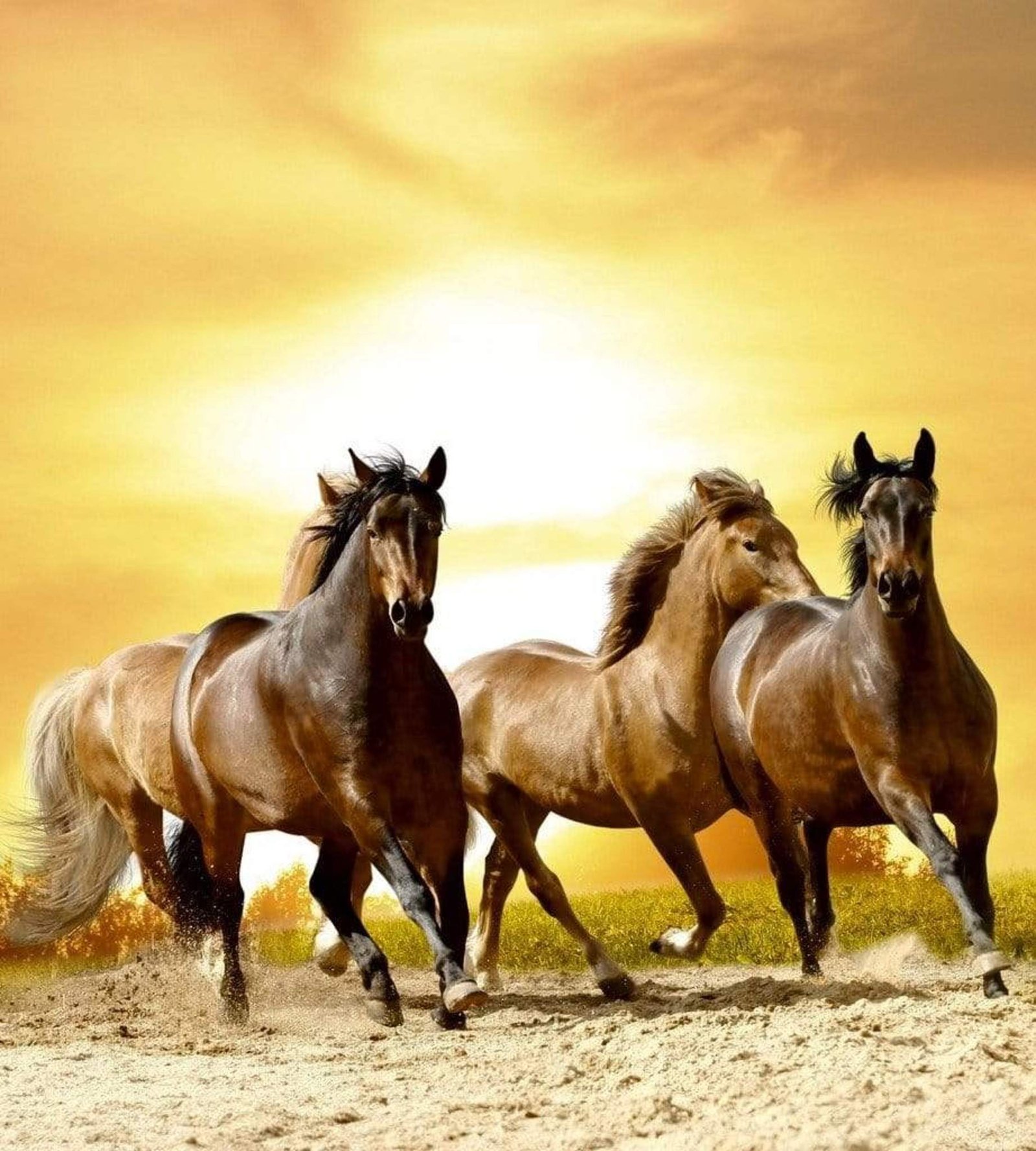 Fotobehang - Horses in Sunset 225x250cm - Vliesbehang 1 Fotobehang - Horses in Sunset 225x250cm - Vliesbehang