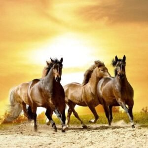 Fotobehang - Horses in Sunset 375x250cm - Vliesbehang