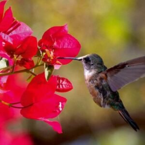 Fotobehang - Hummingbird 375x250cm - Vliesbehang