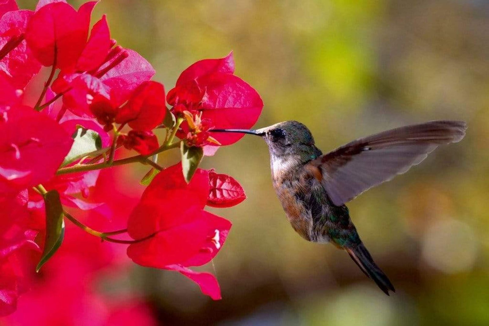 Fotobehang - Hummingbird 375x250cm - Vliesbehang 1 Fotobehang - Hummingbird 375x250cm - Vliesbehang