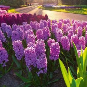 Fotobehang - Hyacint Flowers 150x250cm - Vliesbehang