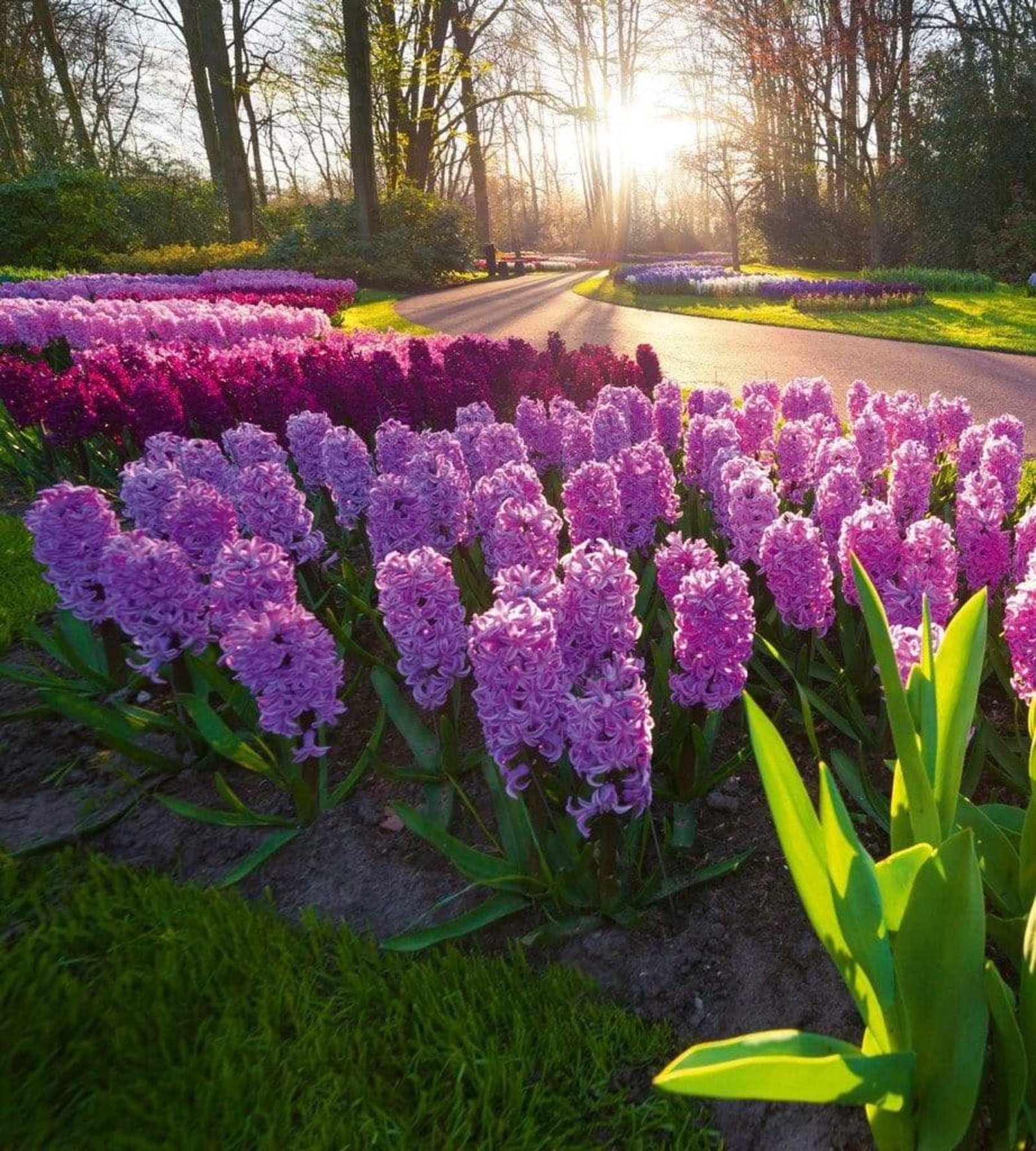 Fotobehang - Hyacint Flowers 225x250cm - Vliesbehang 1 Fotobehang - Hyacint Flowers 225x250cm - Vliesbehang