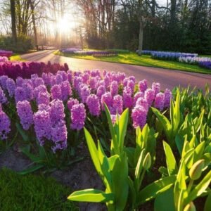 Fotobehang - Hyacint Flowers 375x250cm - Vliesbehang