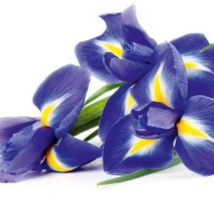 Fotobehang - Iris 375x250cm - Vliesbehang