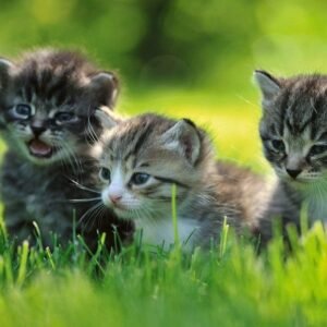Fotobehang - Kittens 225x250cm - Vliesbehang