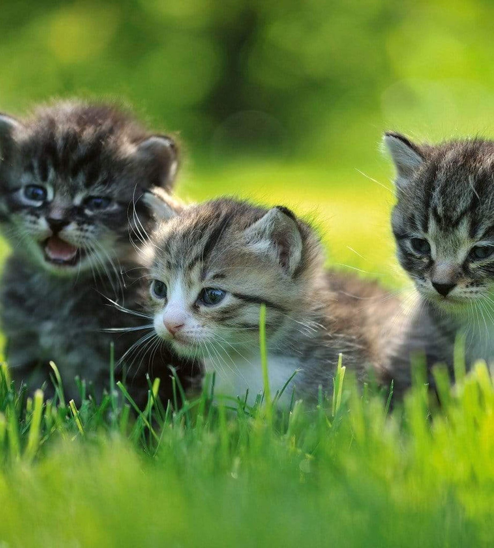Fotobehang - Kittens 225x250cm - Vliesbehang 1 Fotobehang - Kittens 225x250cm - Vliesbehang