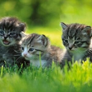 Fotobehang - Kittens 375x250cm - Vliesbehang