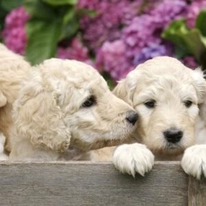 Fotobehang - Labrador Puppies 150x250cm - Vliesbehang