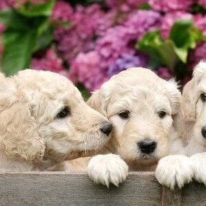 Fotobehang - Labrador Puppies 375x150cm - Vliesbehang