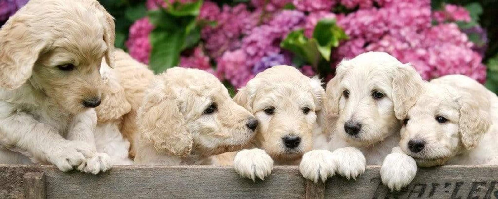 Fotobehang - Labrador Puppies 375x150cm - Vliesbehang 1 Fotobehang - Labrador Puppies 375x150cm - Vliesbehang