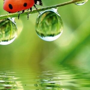 Fotobehang - Ladybird 150x250cm - Vliesbehang