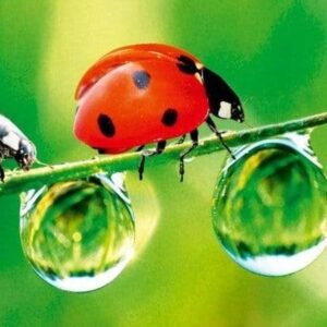 Fotobehang - Ladybird 375x150cm - Vliesbehang