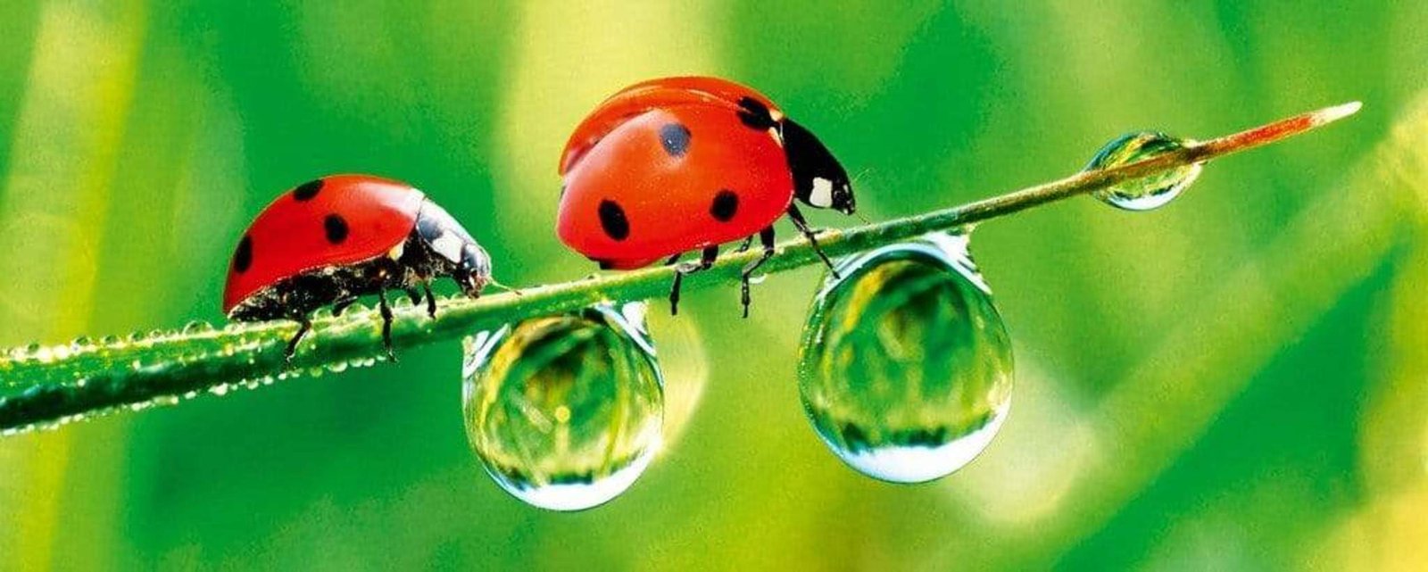 Fotobehang - Ladybird 375x150cm - Vliesbehang 1 Fotobehang - Ladybird 375x150cm - Vliesbehang