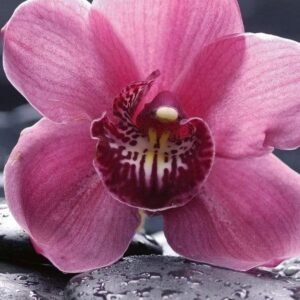 Fotobehang - Orchid 150x250cm - Vliesbehang